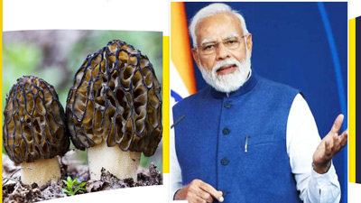 पीएम मोदी की सेहत का राज है पहाड़ी मोरेल मशरूम, जानें इसके फायदे